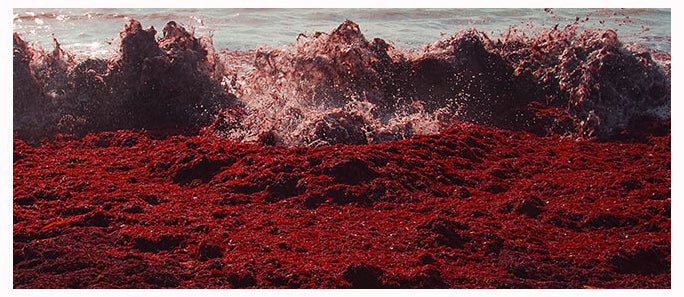 MISSHA Time Revolution Red Algae Revitalizing Cream 50ml MISSHA